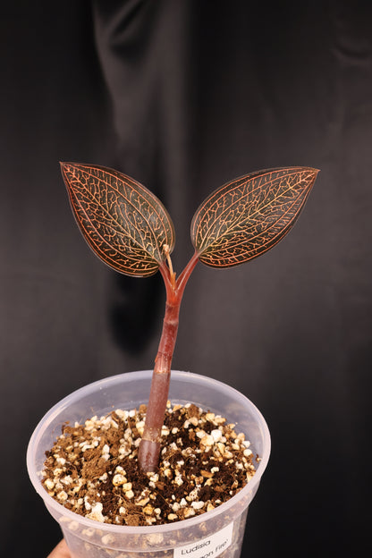 Ludisia 'Dragon Fire' *Grower's Choice*