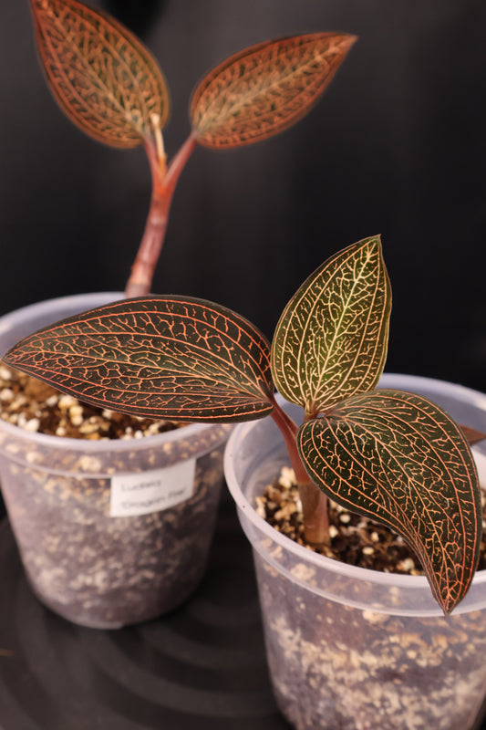 Ludisia 'Dragon Fire' *Grower's Choice*