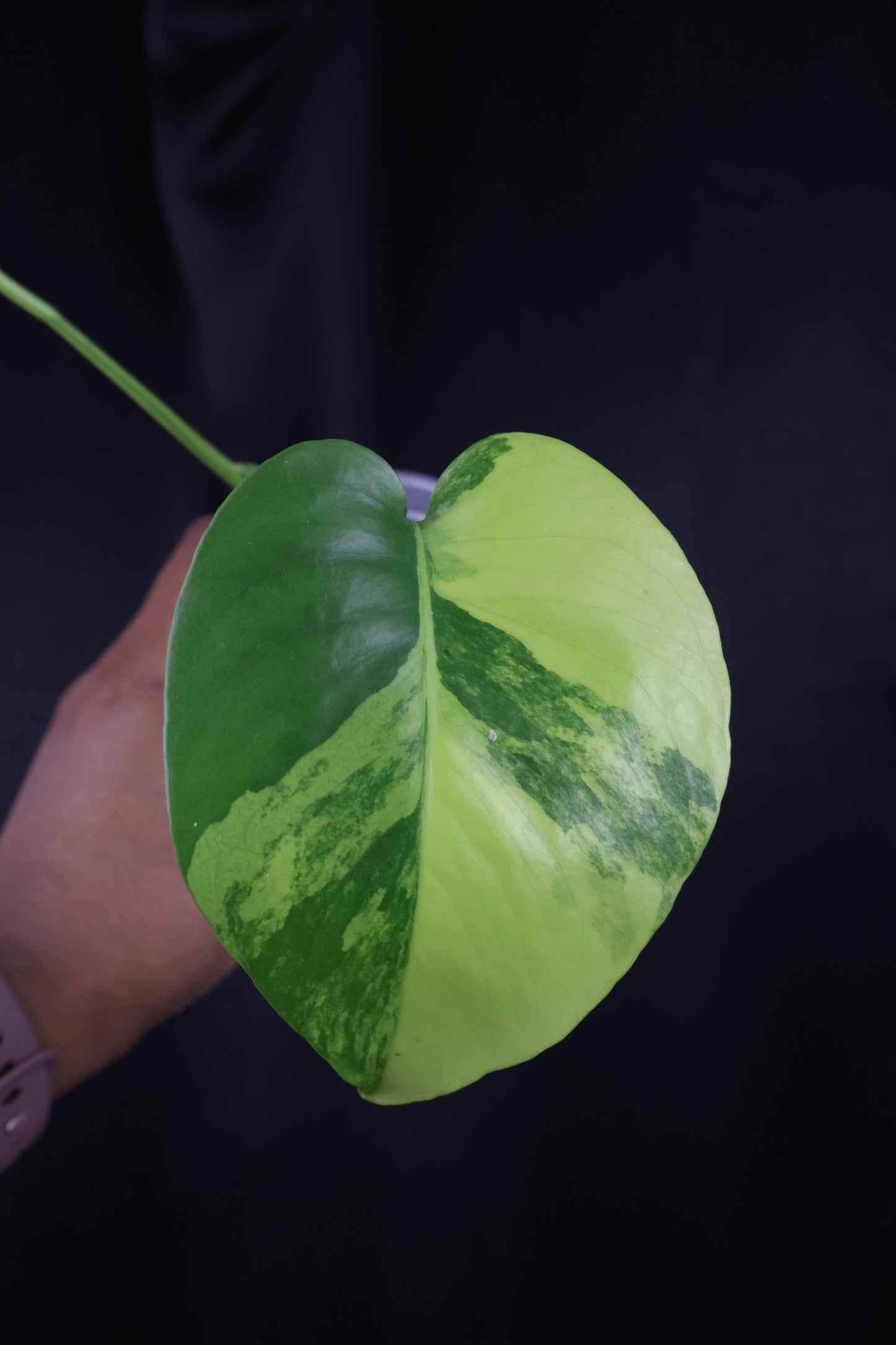 Monstera deliciosa 'Pom Pom' (m04-A)
