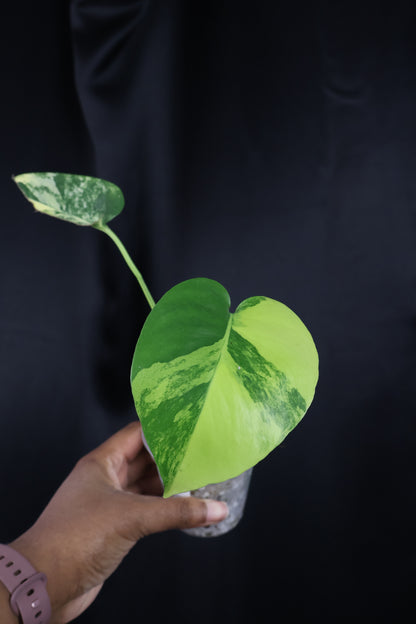 Monstera deliciosa 'Pom Pom' (m04-A)