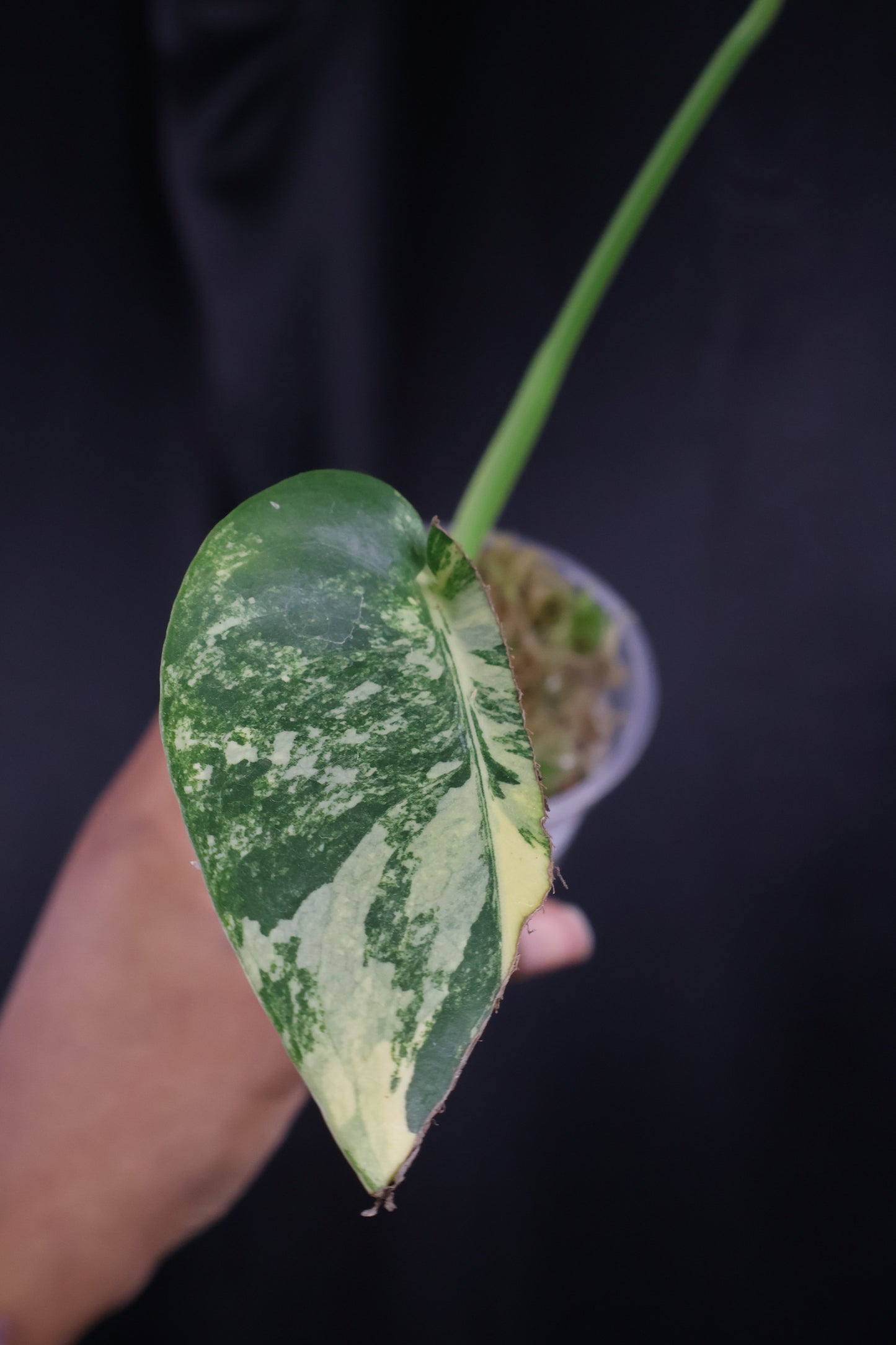 Monstera deliciosa 'Pom Pom' (m04-A)