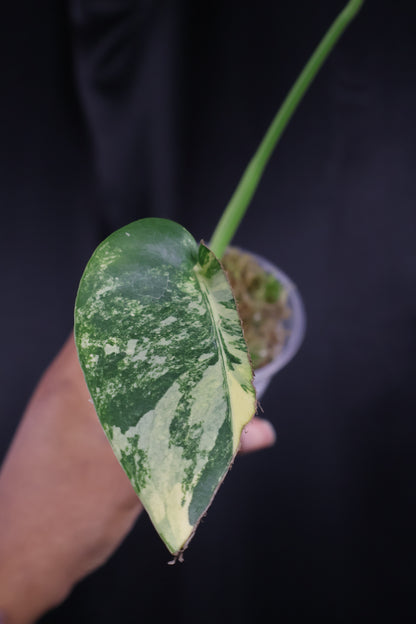 Monstera deliciosa 'Pom Pom' (m04-A)