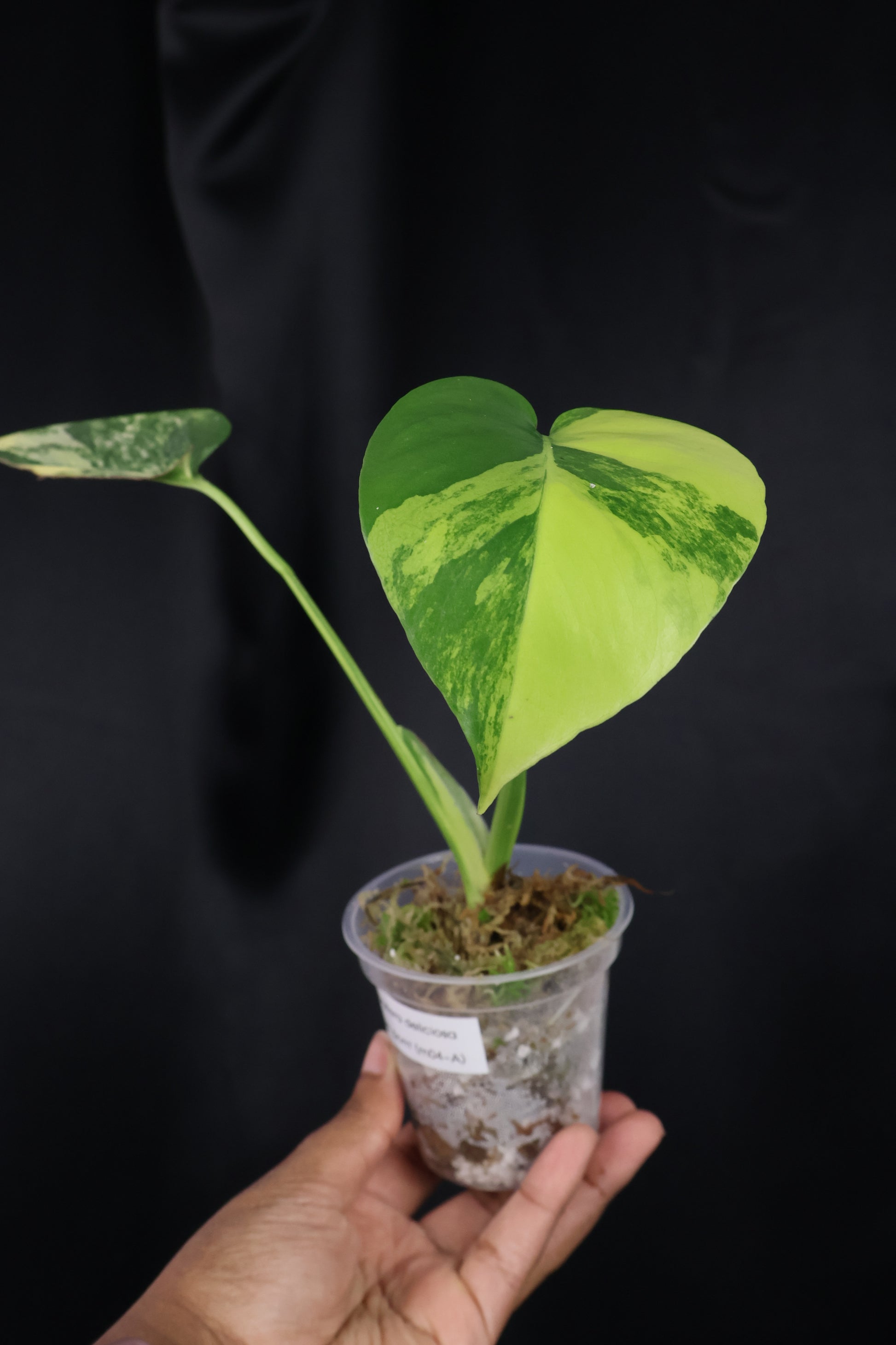monstera deliciosa pups Monstera deliciosa 'Pom Pom' (m04-A) – Growing Lovely