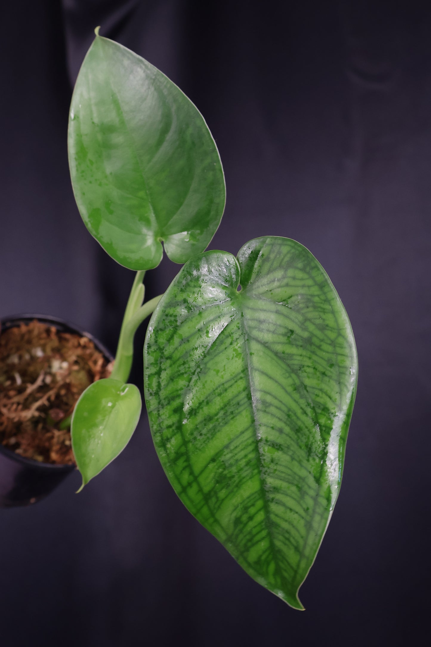 Syngonium chiapense *Grower's Choice*