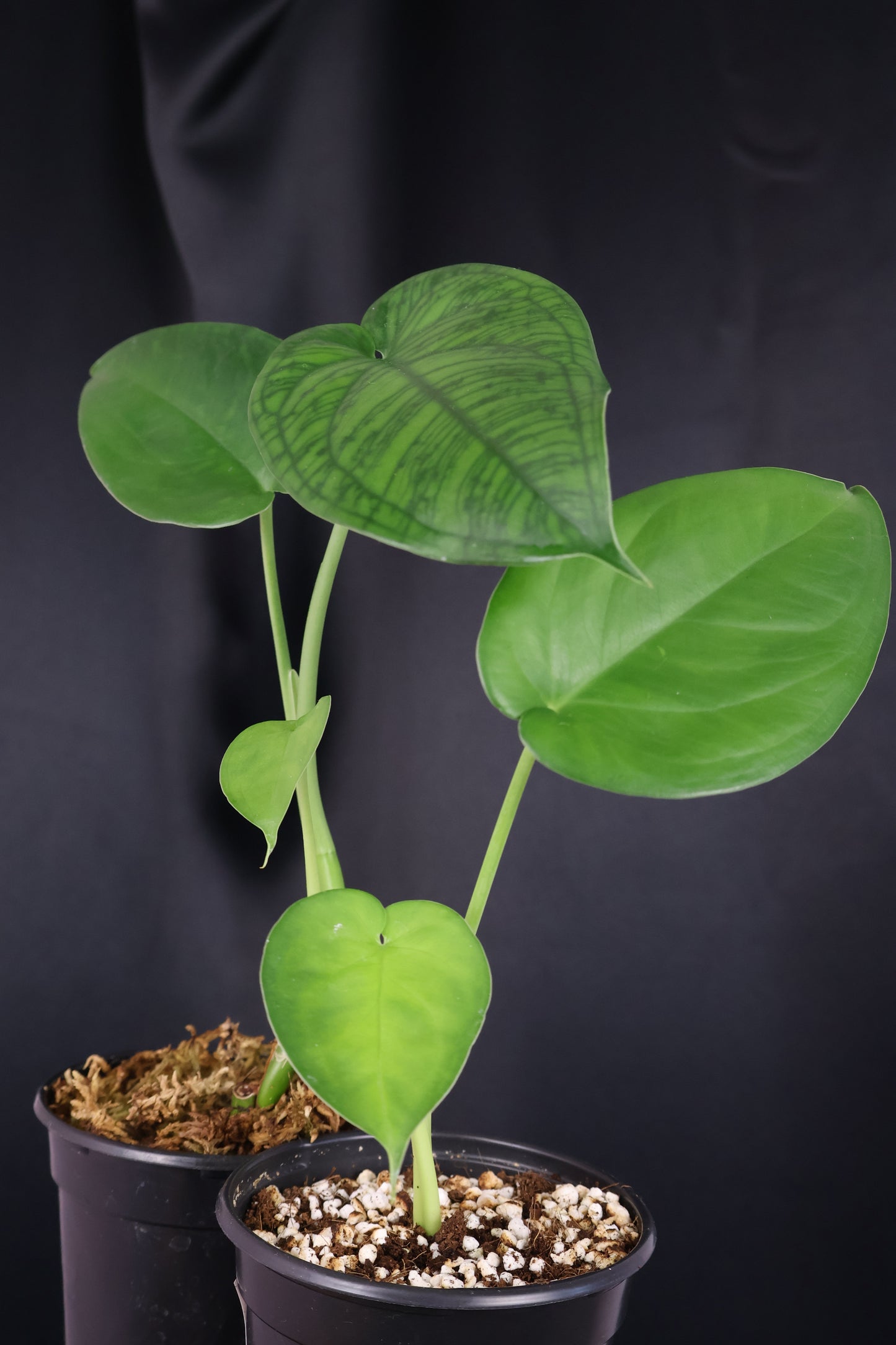 Syngonium chiapense *Grower's Choice*