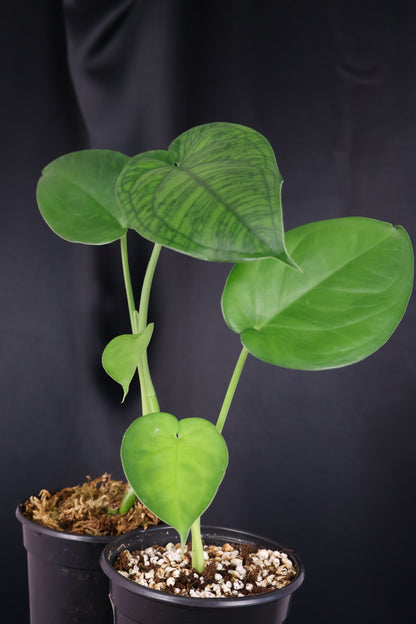 Syngonium chiapense *Grower's Choice*