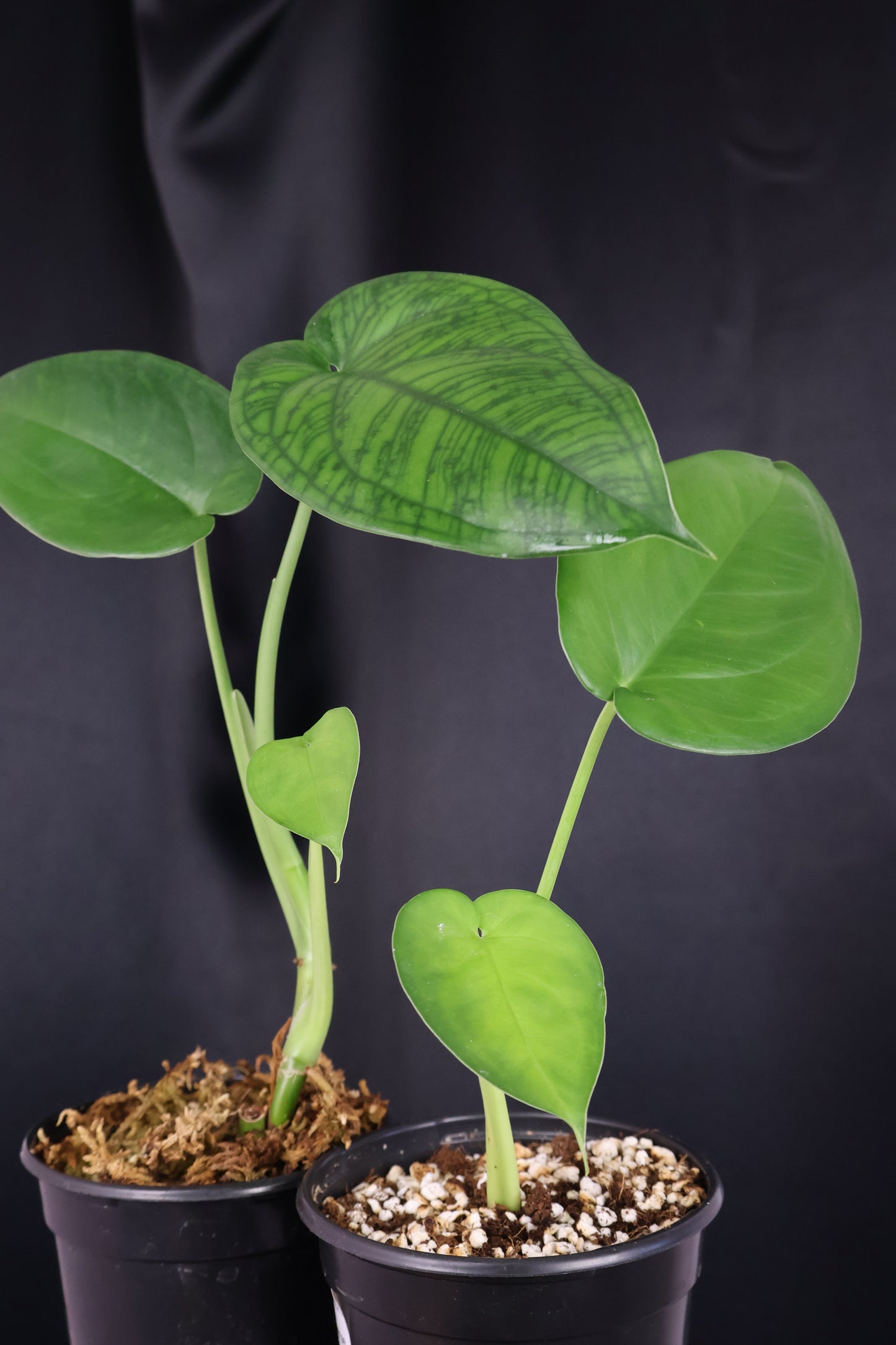 Syngonium chiapense *Grower's Choice*