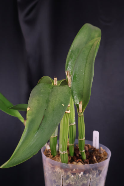 Rhyncholaeliocattleya 'Mira' (m02-A)
