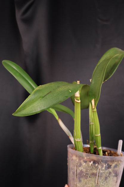 Rhyncholaeliocattleya 'Mira' (m02-A)