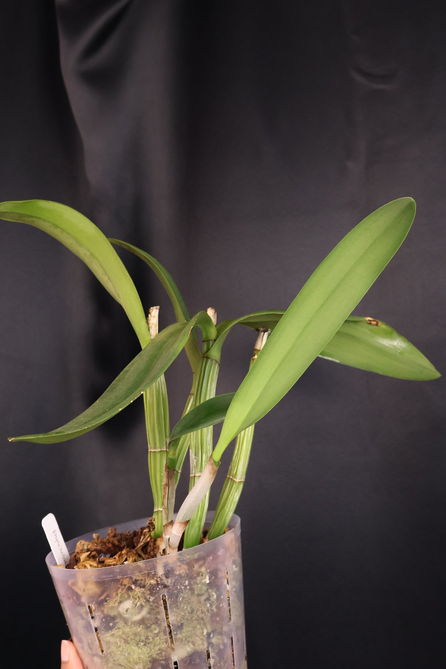 Rhyncholaeliocattleya 'Mira' (m02-A)