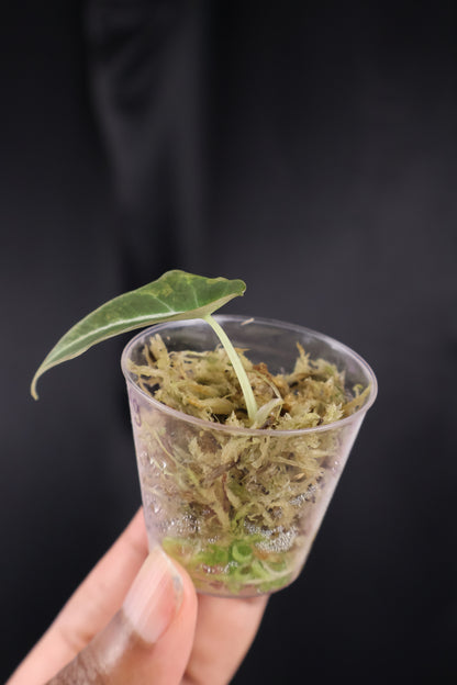 Alocasia reginula 'Black Velvet' gold (m04-B)