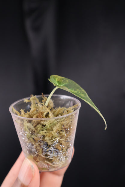 Alocasia reginula 'Black Velvet' gold (m04-B)