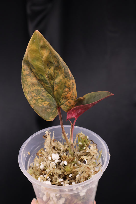 Syngonium erythrophyllum 'Red Arrow' (m04-A)