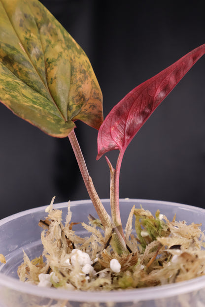 Syngonium erythrophyllum 'Red Arrow' (m04-A)