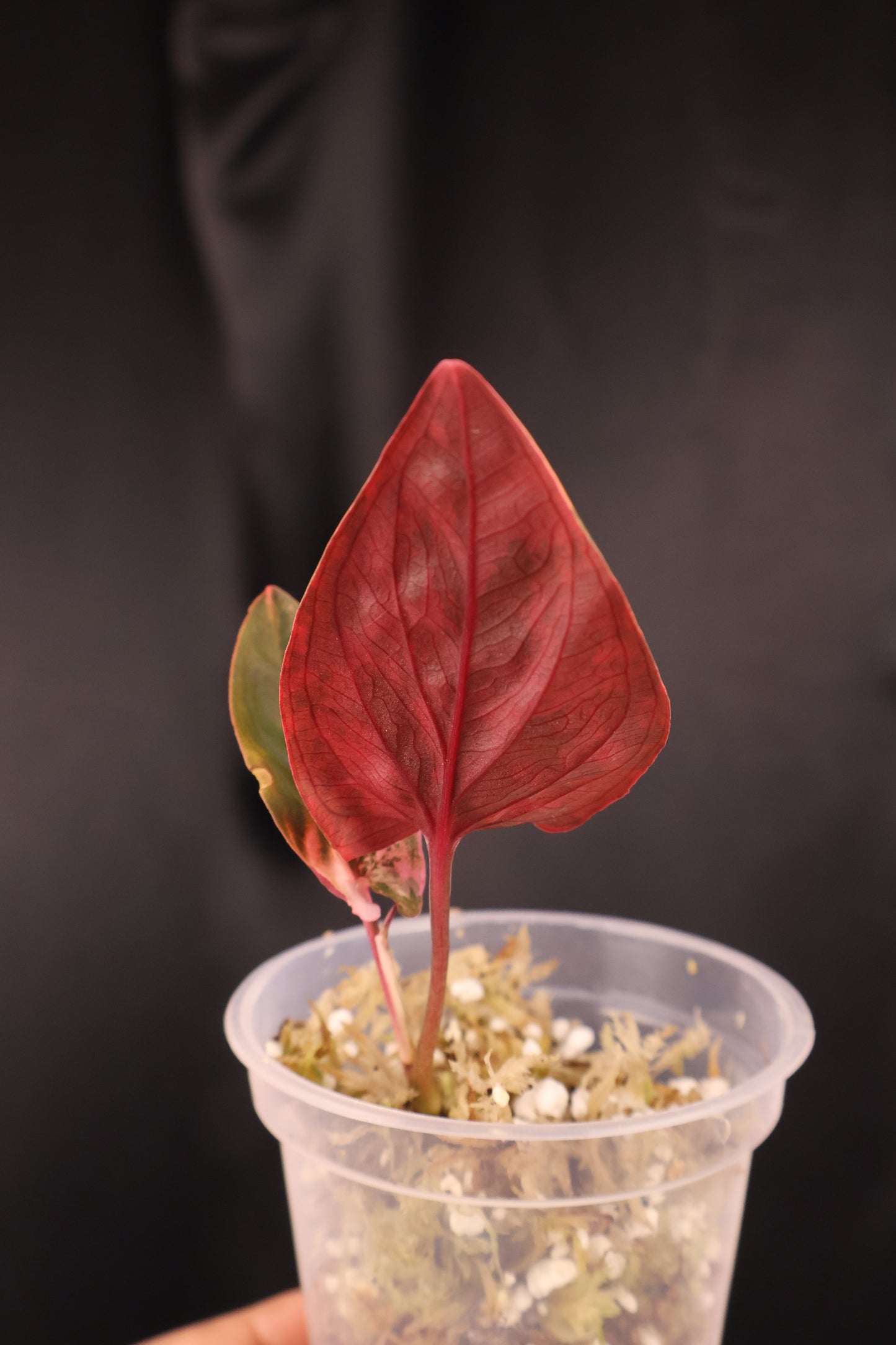Syngonium erythrophyllum 'Red Arrow' (m04-A)