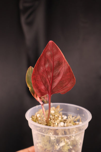 Syngonium erythrophyllum 'Red Arrow' (m04-A)