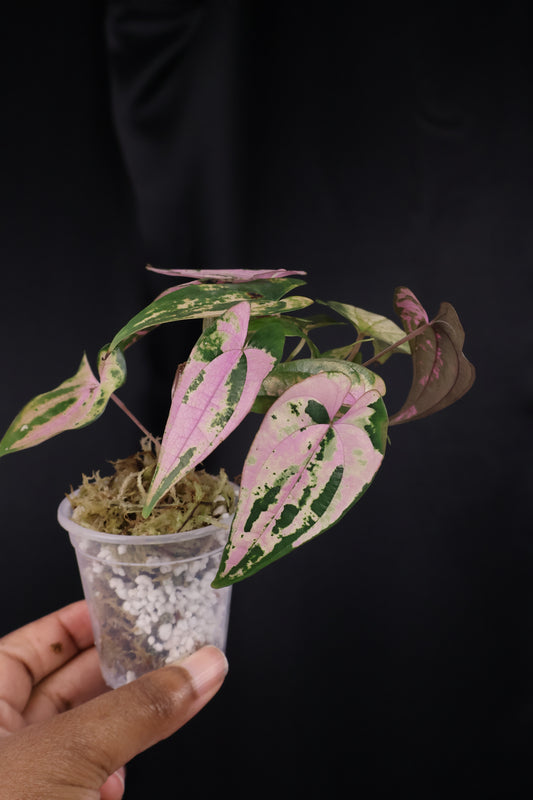 Dioscorea filiformis 'Gamma Ray' (m04-A)
