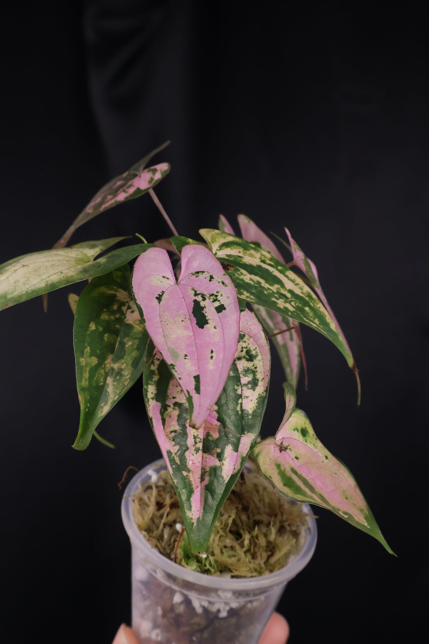 Dioscorea filiformis 'Gamma Ray' (m04-A)
