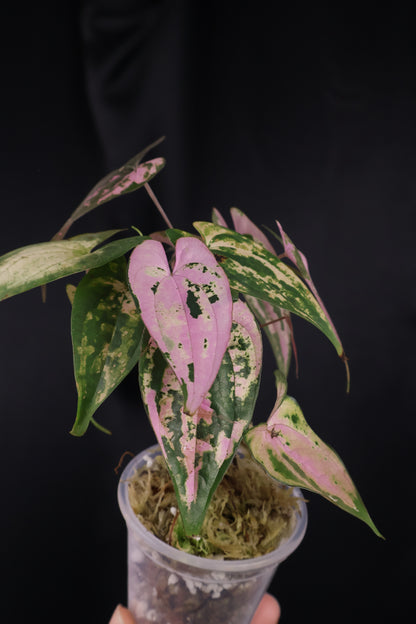 Dioscorea filiformis 'Gamma Ray' (m04-A)