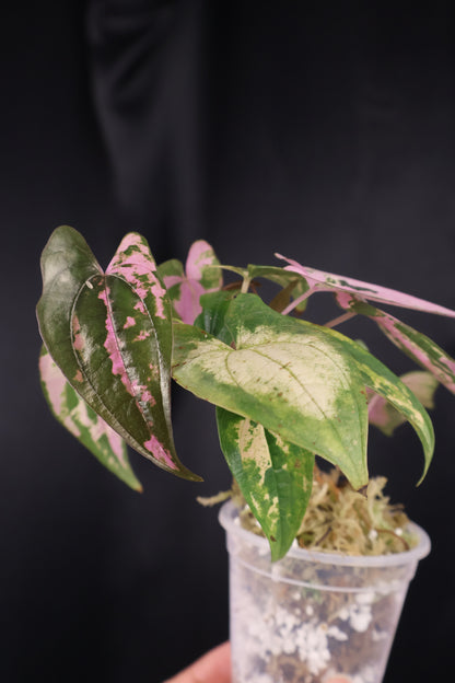 Dioscorea filiformis 'Gamma Ray' (m04-A)