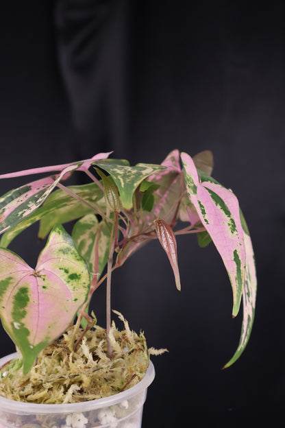 Dioscorea filiformis 'Gamma Ray' (m04-A)