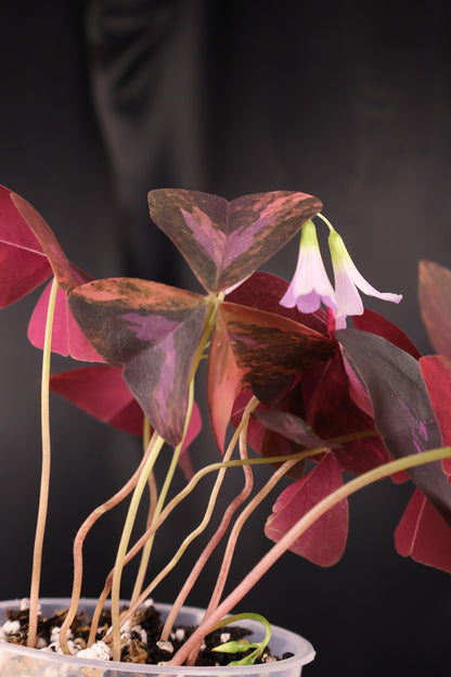 Oxalis triangularis variegated (m04-B)