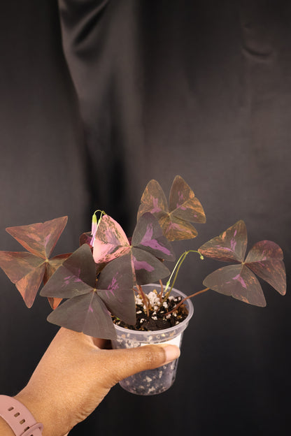Oxalis triangularis variegated (m04-B)