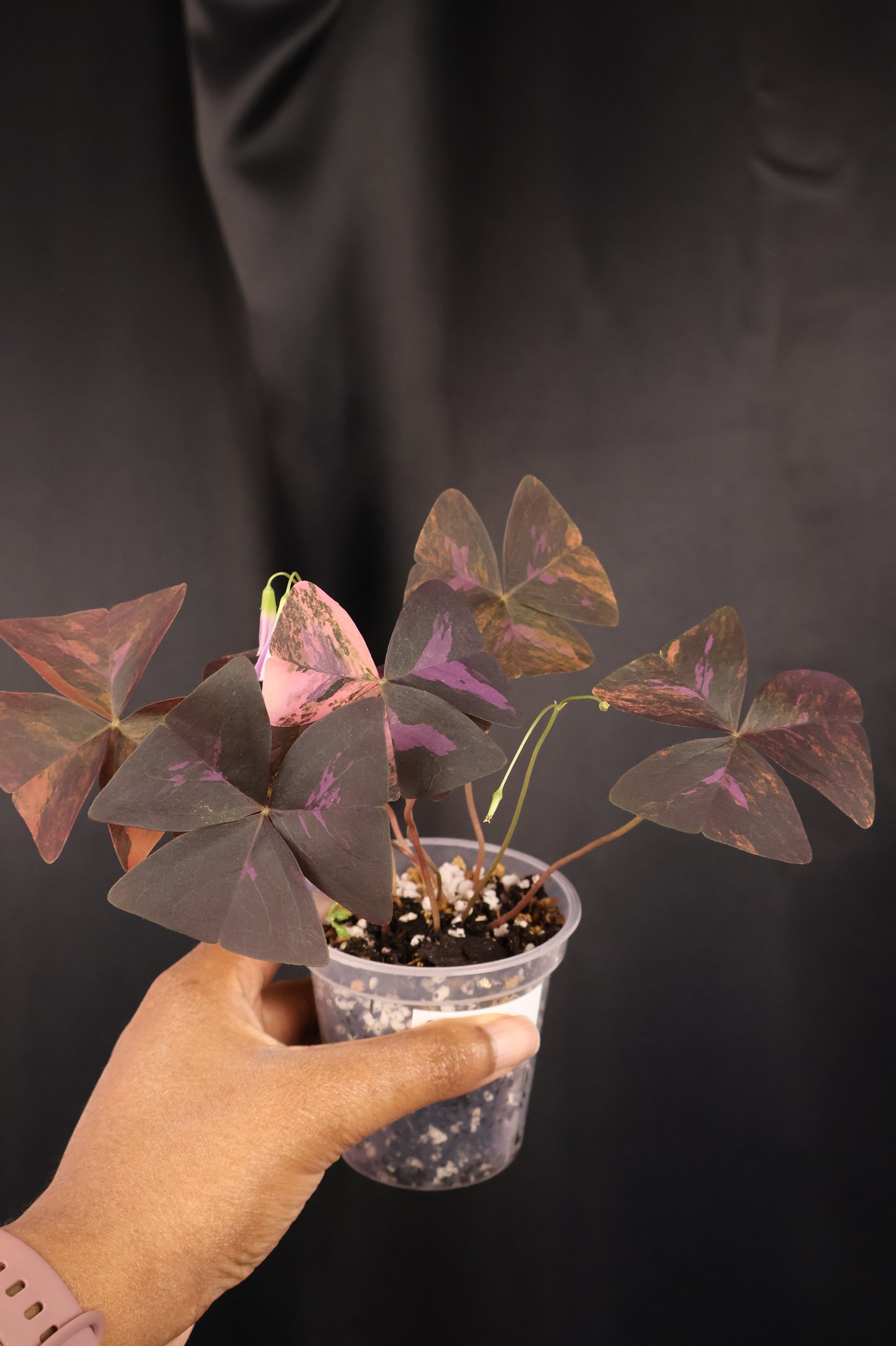 Oxalis triangularis variegated (m04-B)