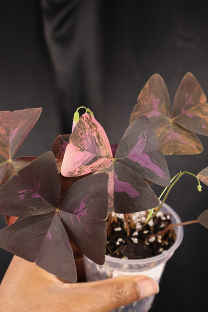 Oxalis triangularis variegated (m04-B)