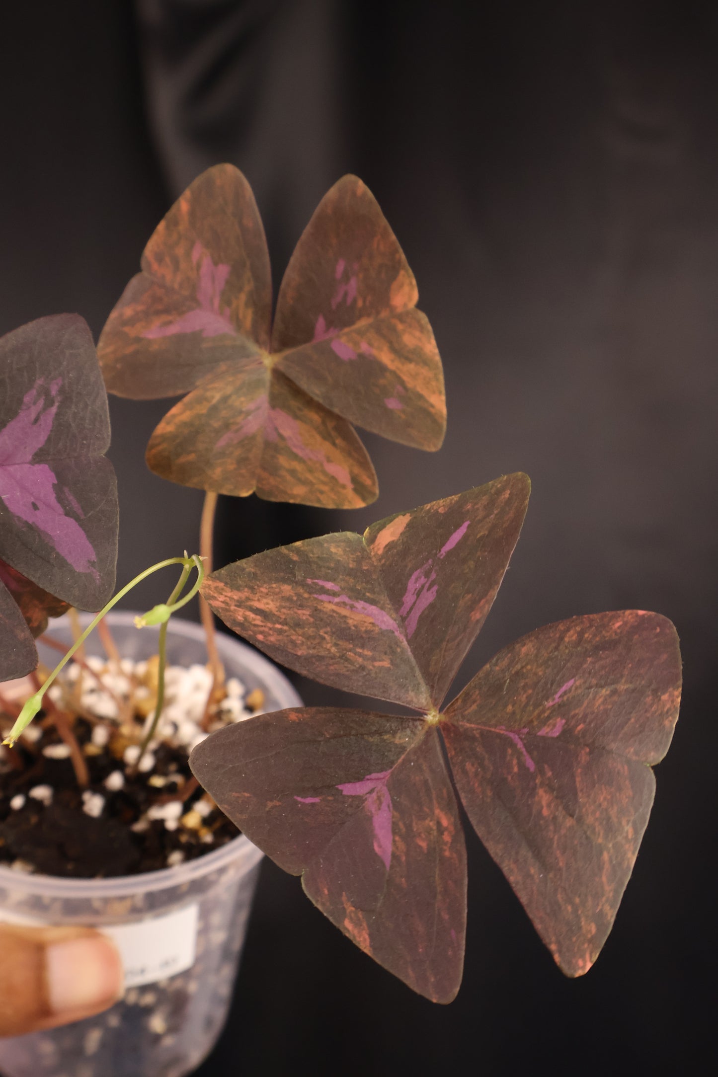 Oxalis triangularis variegated (m04-B)