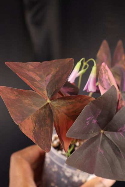 Oxalis triangularis variegated (m04-B)