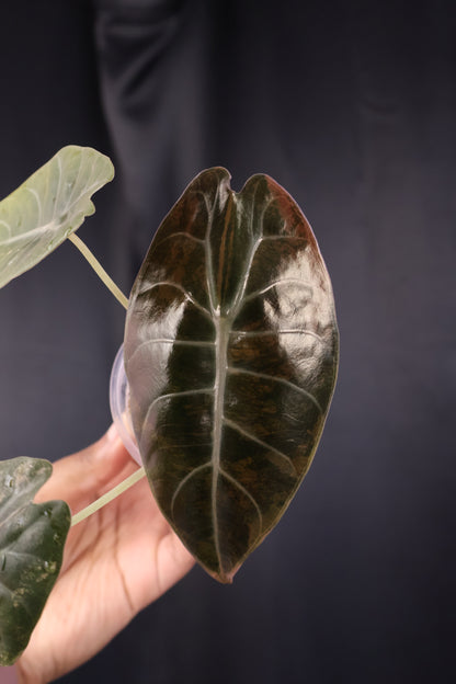 Alocasia 'Sedenii' gold (m04-B)