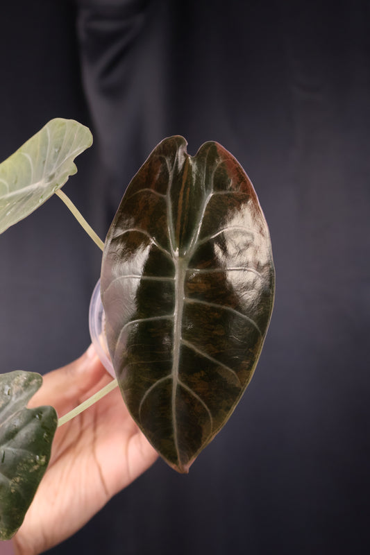 Alocasia 'Sedenii' gold (m04-B)