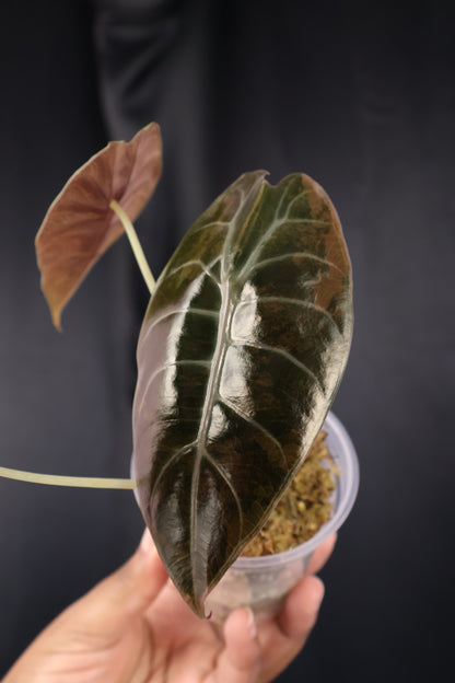 Alocasia 'Sedenii' gold (m04-B)