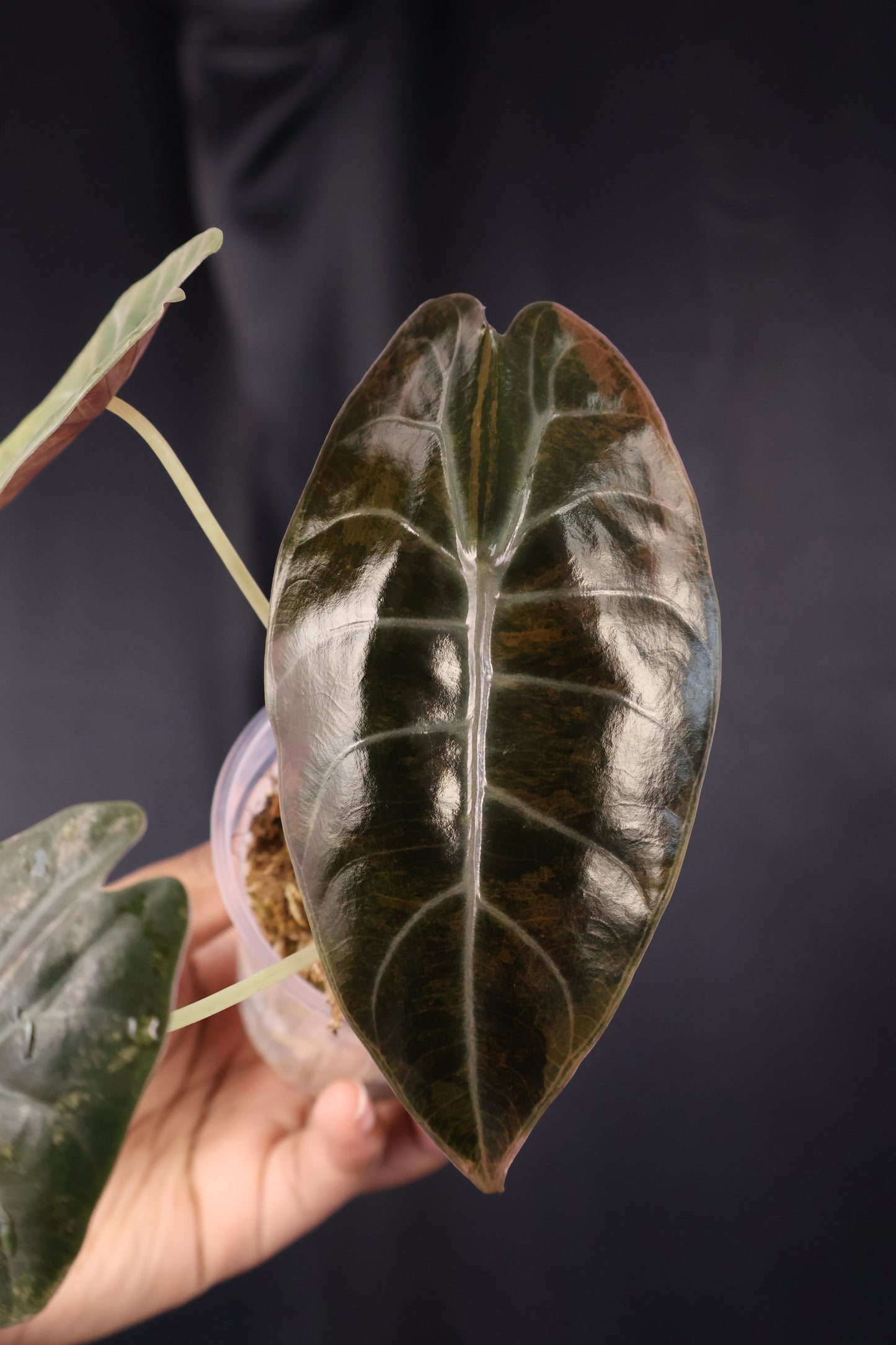 Alocasia 'Sedenii' gold (m04-B)