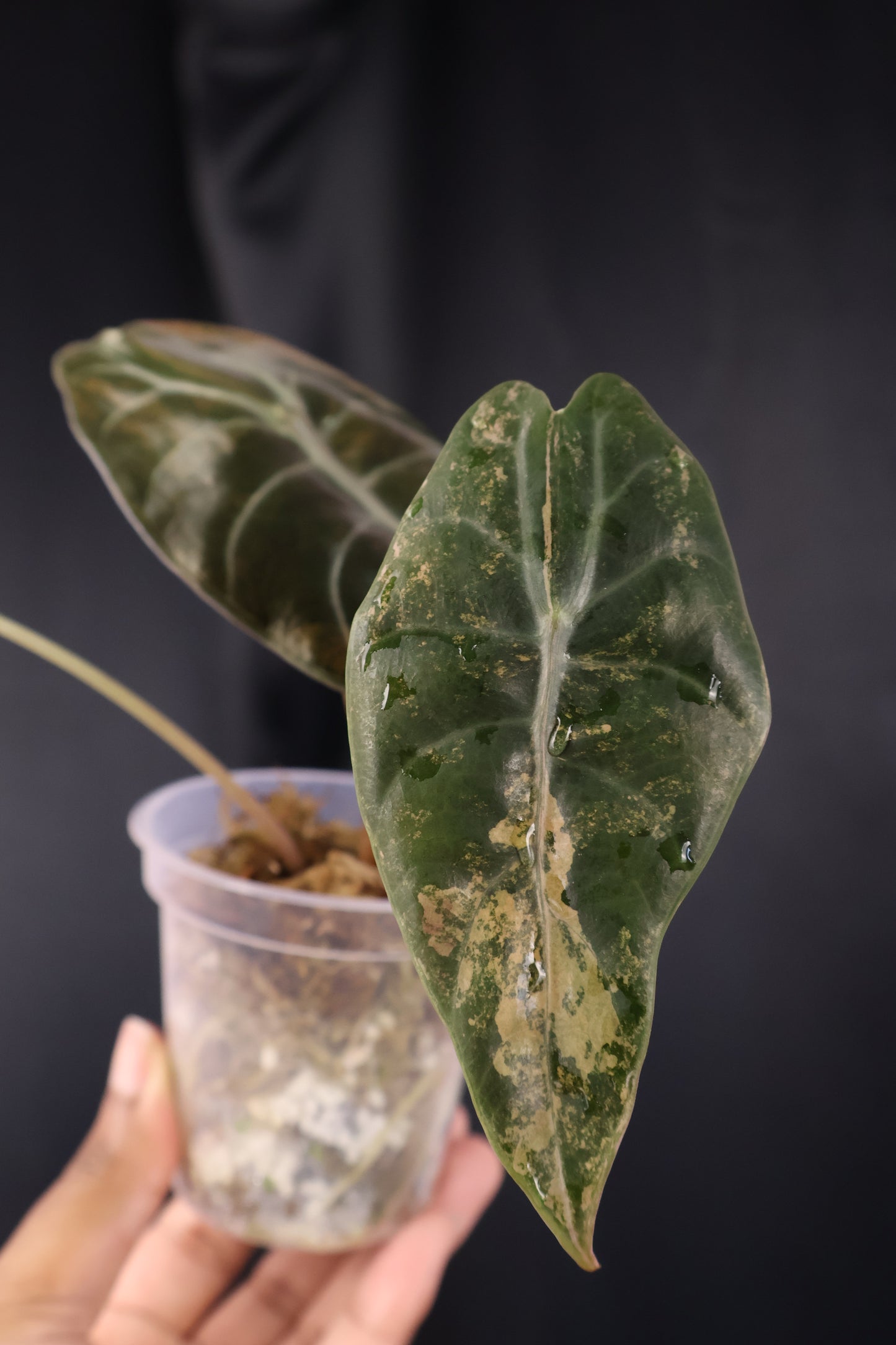 Alocasia 'Sedenii' gold (m04-B)