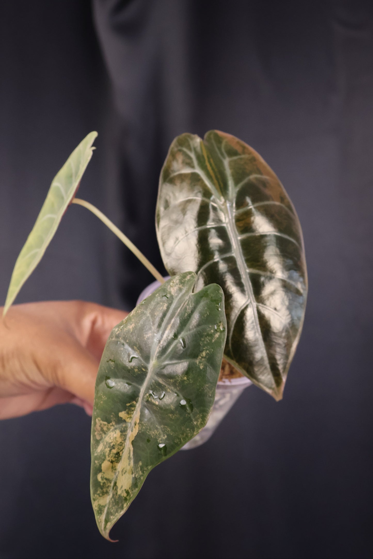 Alocasia 'Sedenii' gold (m04-B)