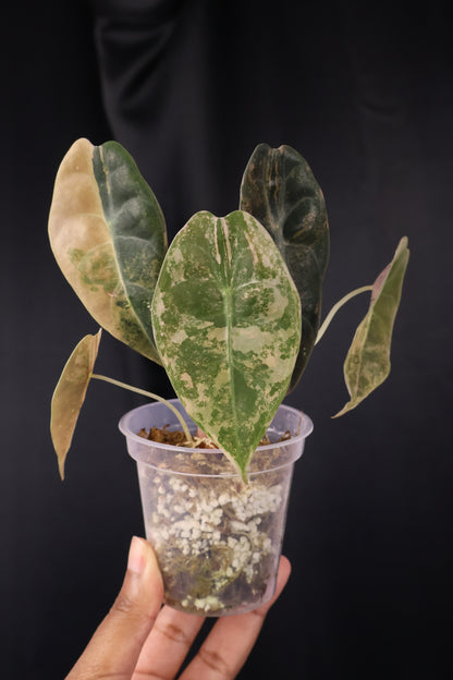 Alocasia 'Sedenii' gold (m04-C)