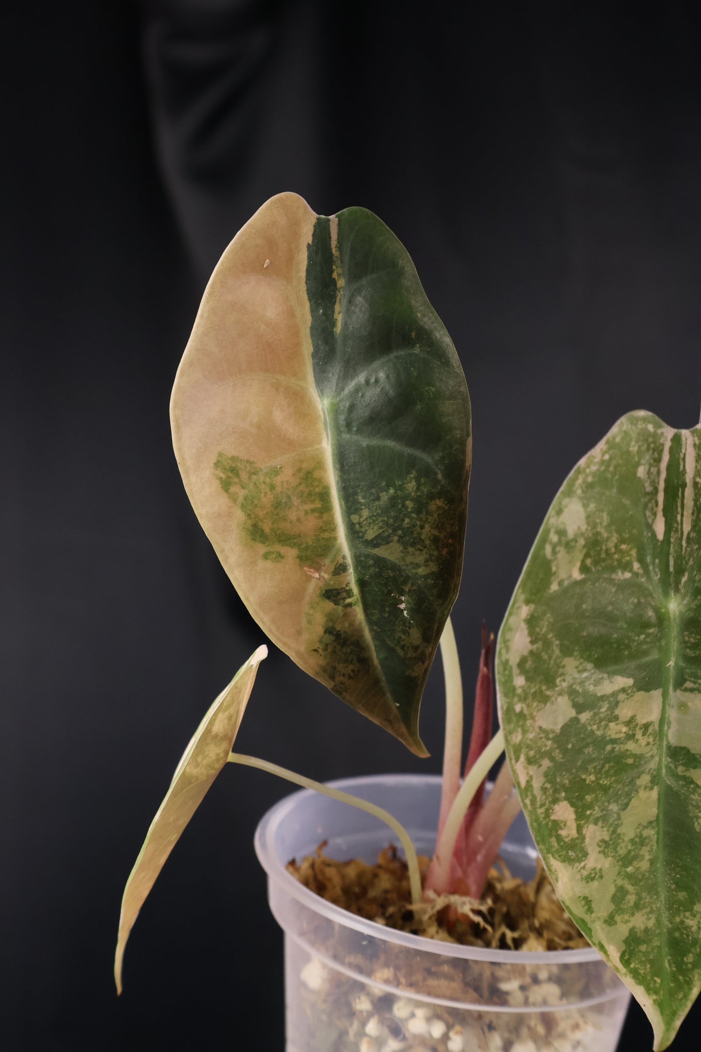 Alocasia 'Sedenii' gold (m04-C)