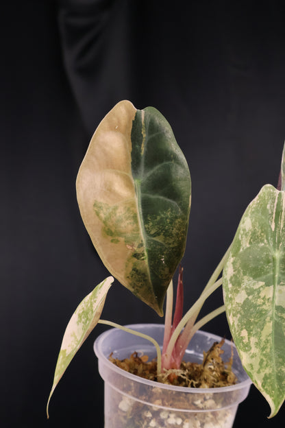 Alocasia 'Sedenii' gold (m04-C)