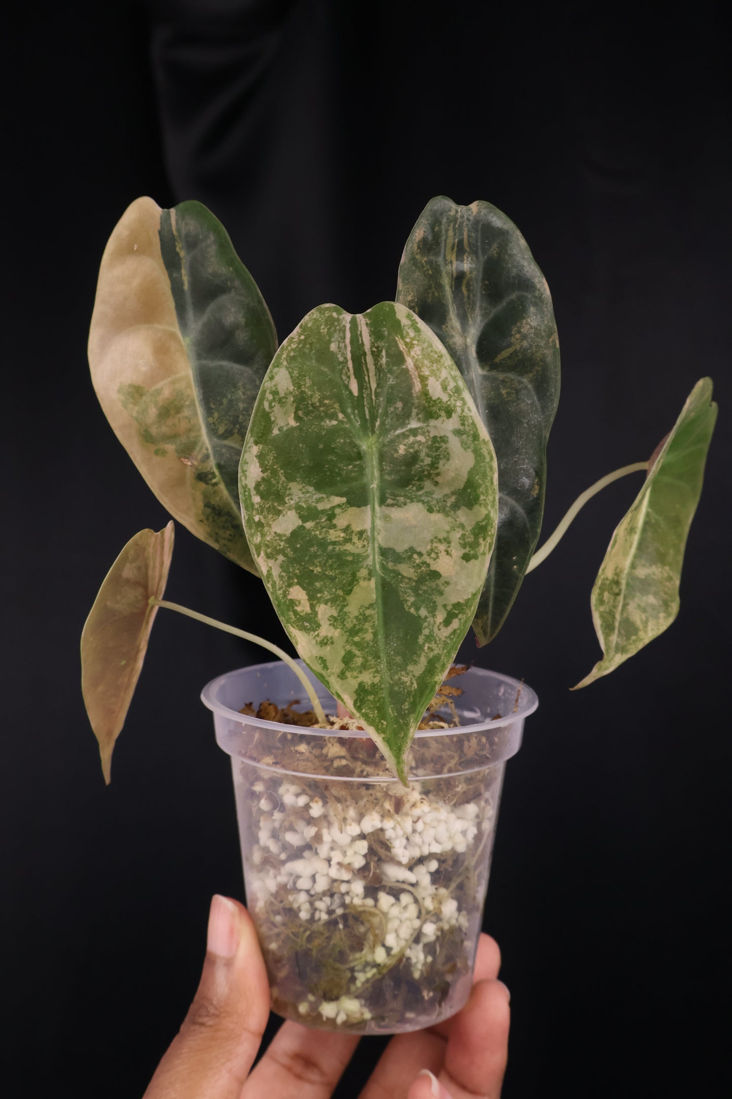 Alocasia 'Sedenii' gold (m04-C)