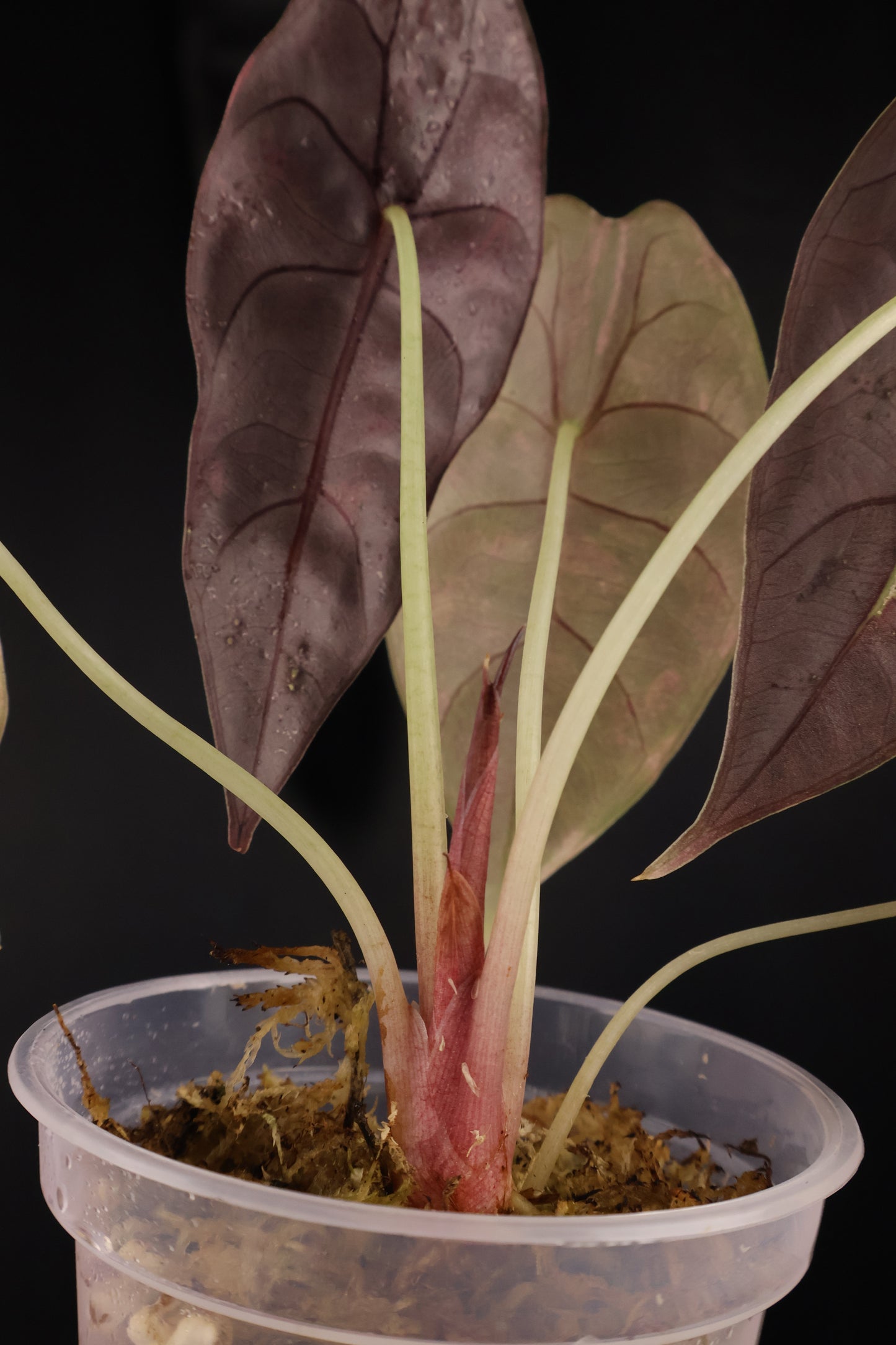 Alocasia 'Sedenii' gold (m04-C)