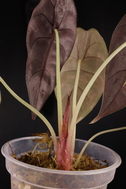 Alocasia 'Sedenii' gold (m04-C)