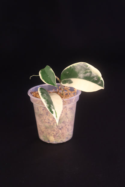 Hoya carnosa 'Krimson Queen' - A