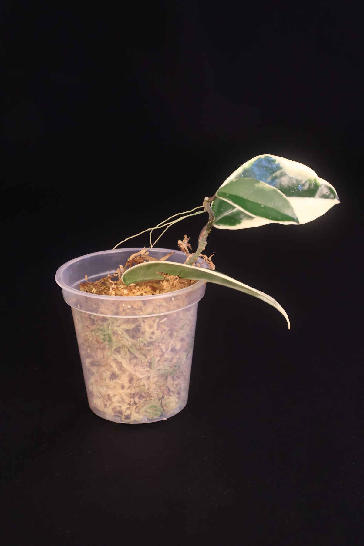 Hoya carnosa 'Krimson Queen' - A