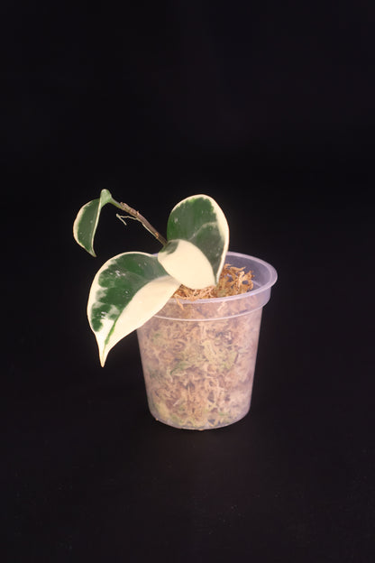 Hoya carnosa 'Krimson Queen' - A