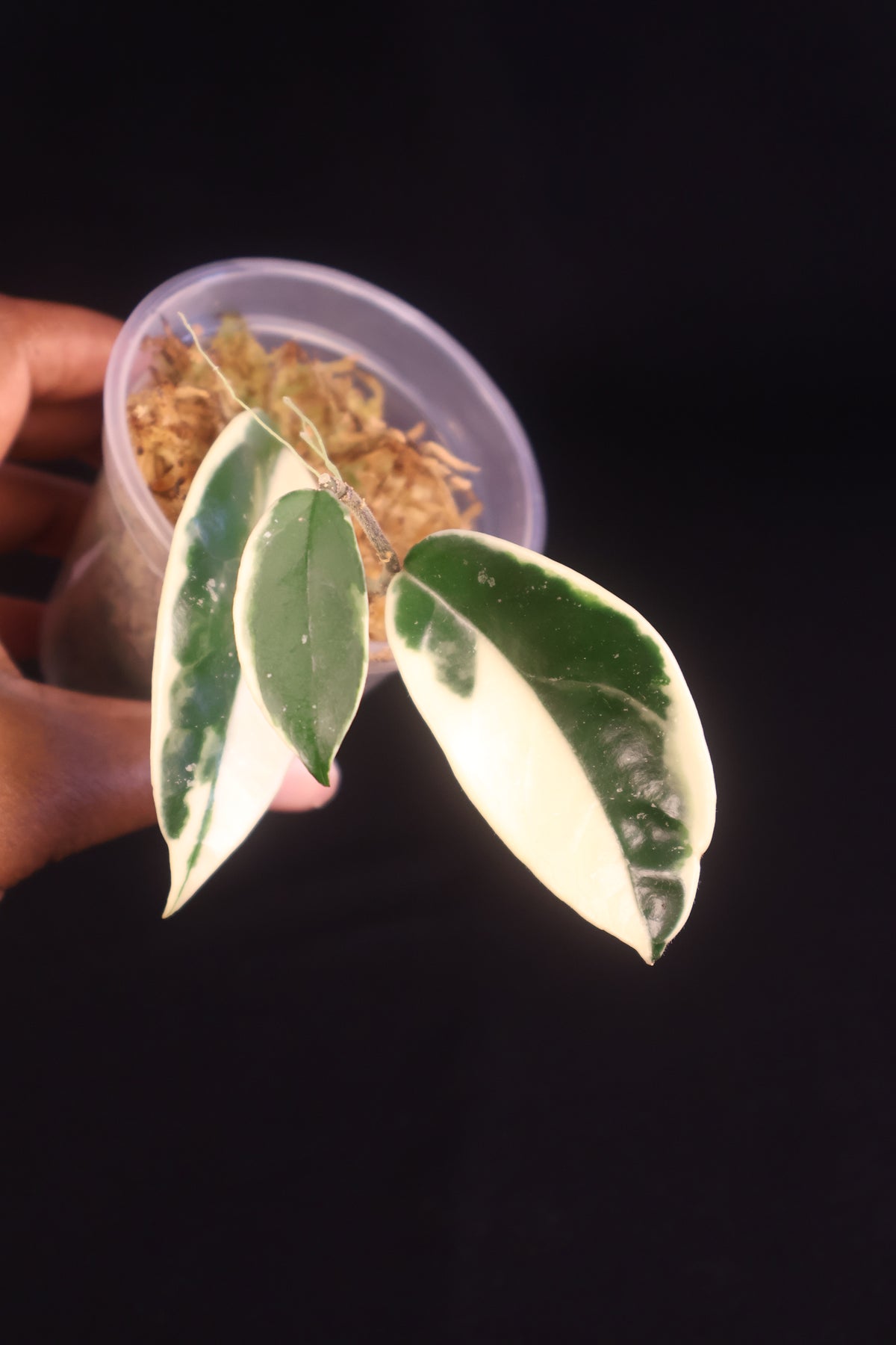 Hoya carnosa 'Krimson Queen' - A