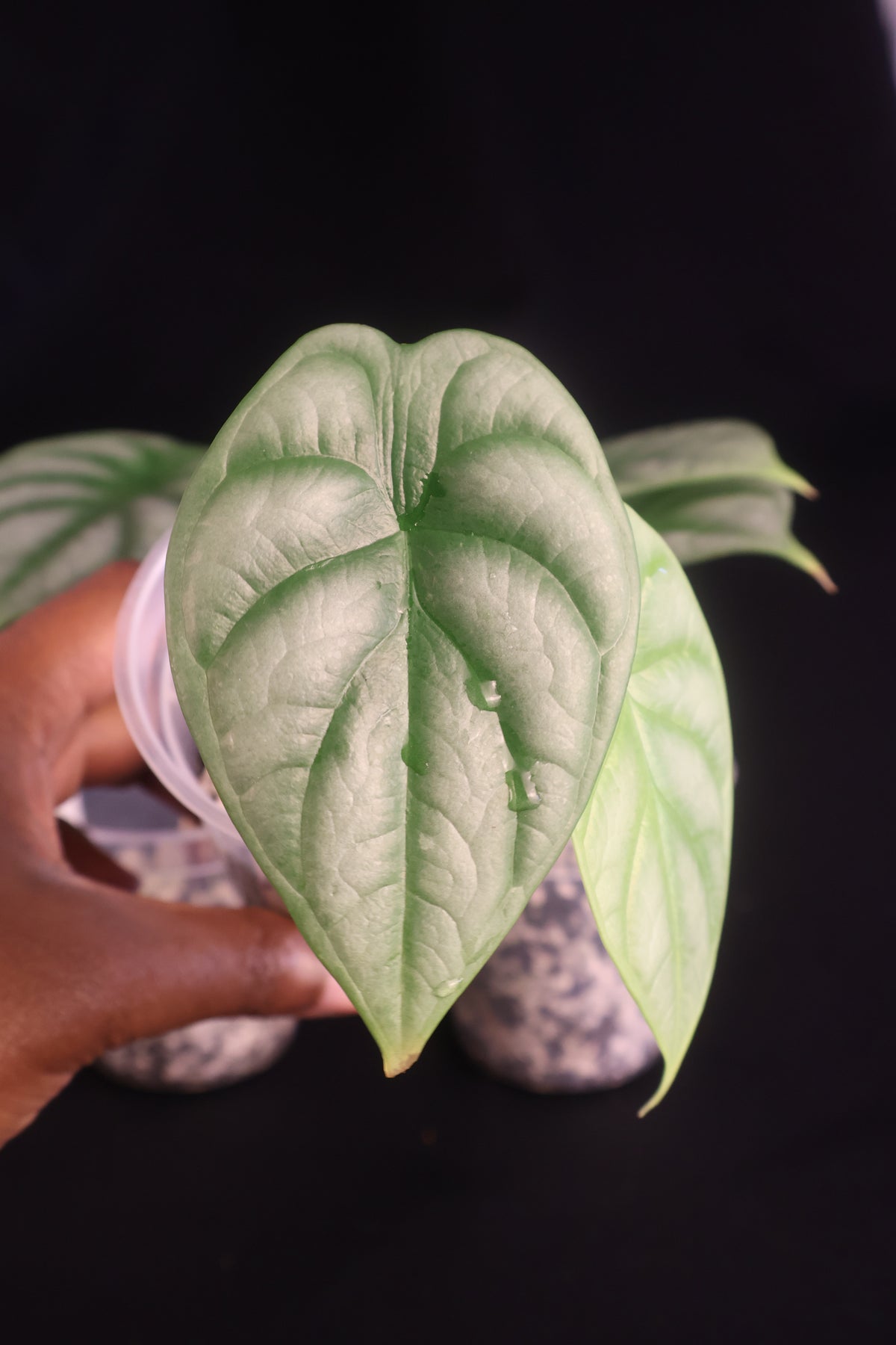 Alocasia baginda 'Silver Dragon' - Grower's Choice