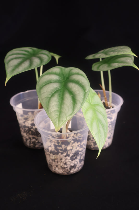 Alocasia baginda 'Silver Dragon' - Grower's Choice