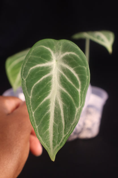Alocasia reginula 'Ninja' - Grower's Choice